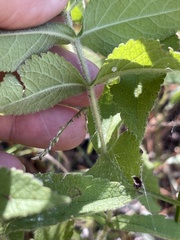 Eupatorium × truncatum