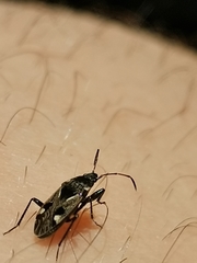 Caprochromus moerens