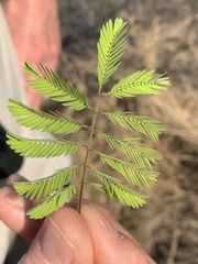 Senegalia erubescens