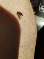 Caprochromus moerens