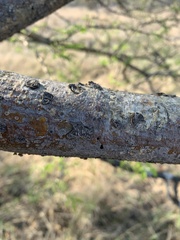Senegalia erubescens