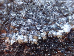 Xanthoparmelia murina