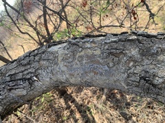 Senegalia erubescens