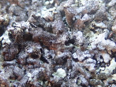 Xanthoparmelia murina