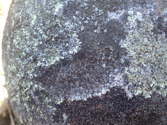 Xanthoparmelia murina