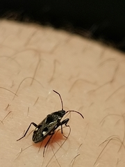 Caprochromus moerens