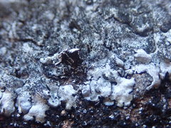 Xanthoparmelia murina