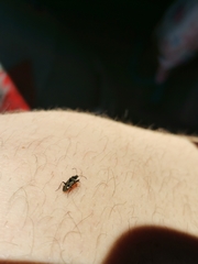 Caprochromus moerens