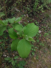 Cornus mas