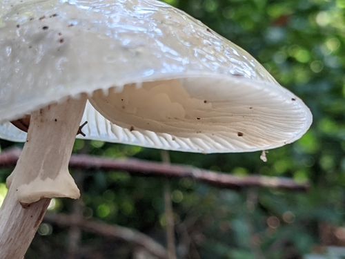 Porcelain fungus