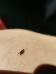 Caprochromus moerens