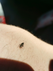 Caprochromus moerens