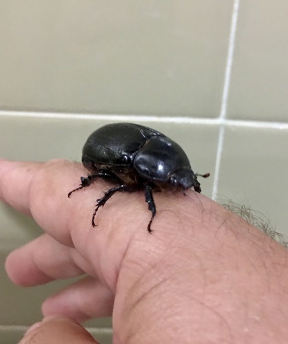 Heteroligus