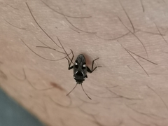 Caprochromus moerens