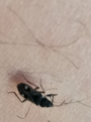 Caprochromus moerens