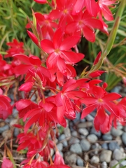 Hesperantha coccinea