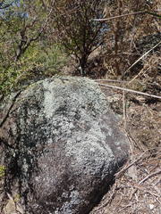 Stereocaulon corticatulum