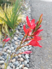 Hesperantha coccinea