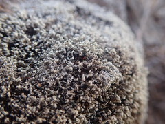Stereocaulon corticatulum