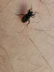 Caprochromus moerens