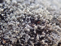 Stereocaulon corticatulum