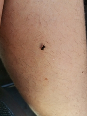 Caprochromus moerens