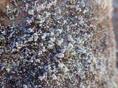 Stereocaulon corticatulum