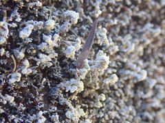 Stereocaulon corticatulum