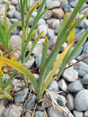 Hesperantha coccinea