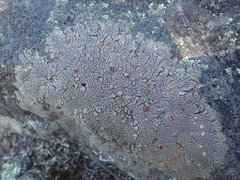 Placopsis perrugosa