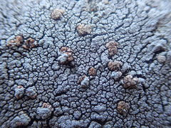 Placopsis perrugosa