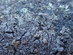 Placopsis perrugosa