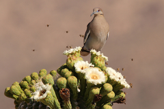 White-Winged Dove photo 4