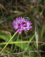 Allium serra