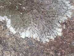 Xanthoparmelia murina