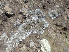 Xanthoparmelia murina