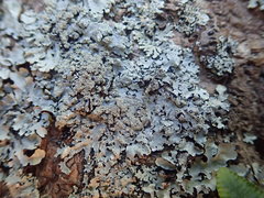 Hypotrachyna spumosa