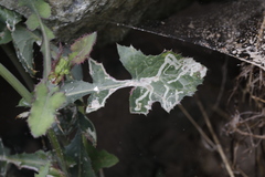 Phytomyza syngenesiae group