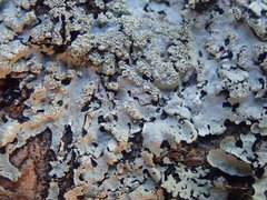 Hypotrachyna spumosa