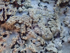 Hypotrachyna spumosa