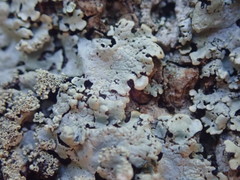 Hypotrachyna spumosa