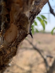 Senegalia erubescens