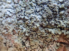 Hypotrachyna spumosa