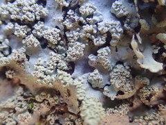 Hypotrachyna spumosa