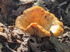 Lactarius croceus