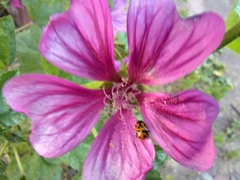 Hippodamia variegata