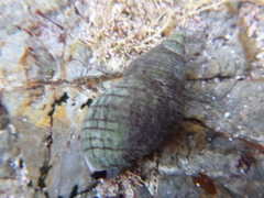 Cominella virgata