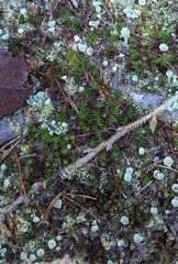 Cladonia asahinae