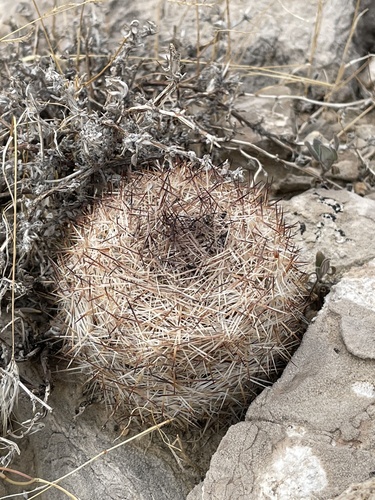 Pelecyphora dasyacantha