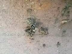 Menemerus semilimbatus